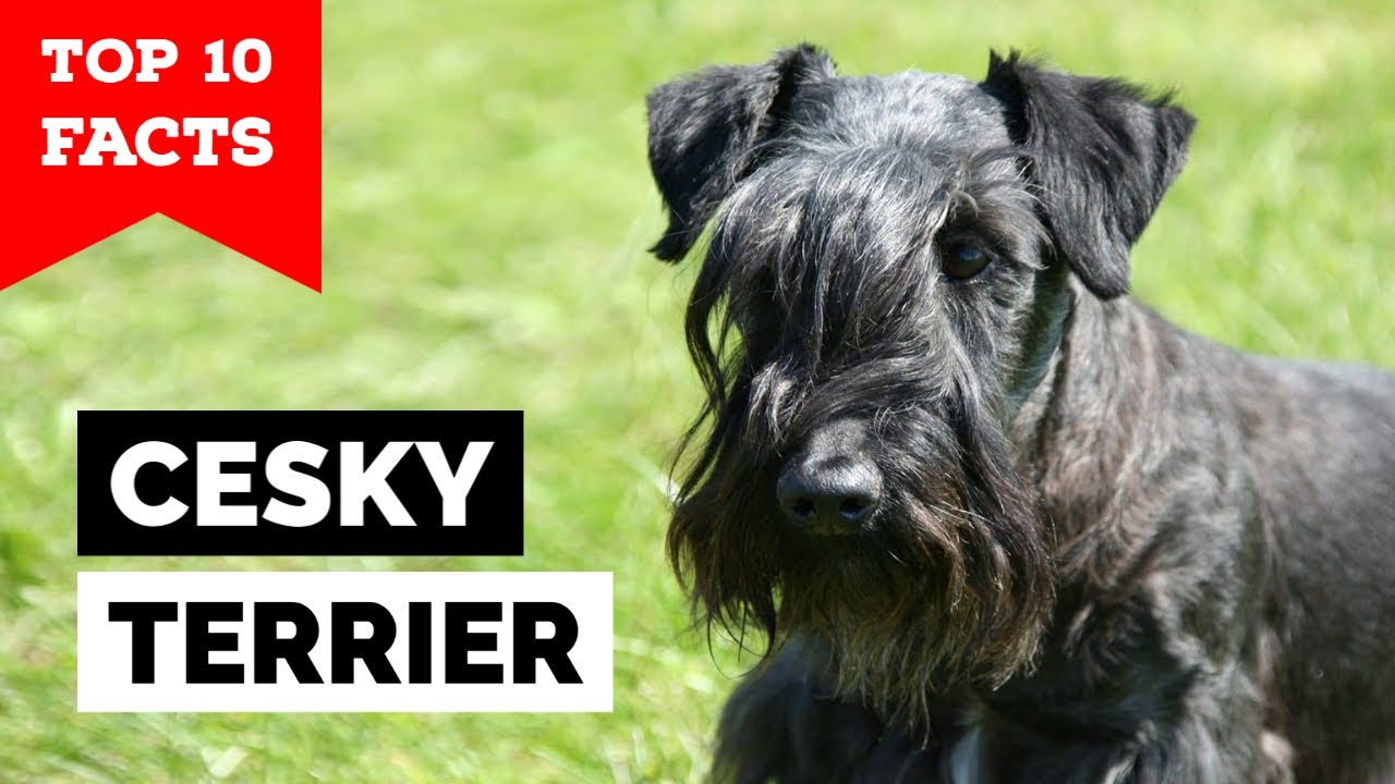Cesky Terrier -Top 10 Facts