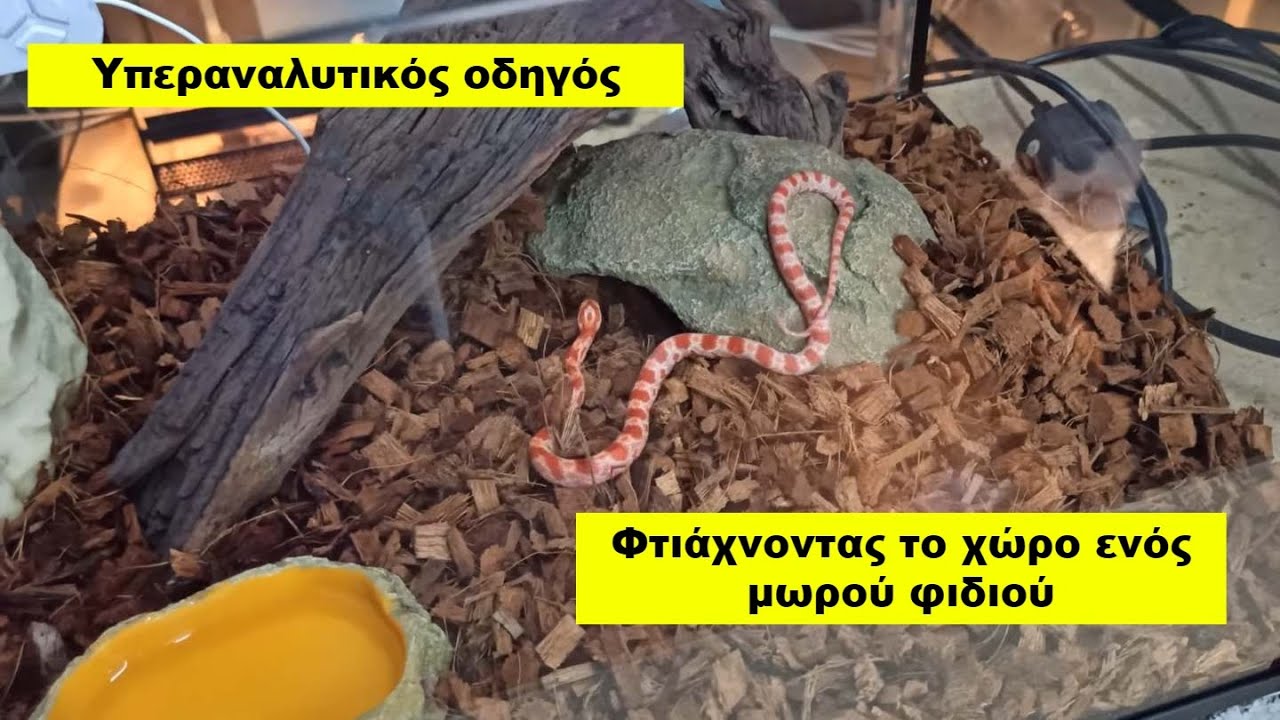 Μωρό φίδι στέγαση αναλυτικός οδηγός πλήρης εξοπλισμός | Feeders Str 89