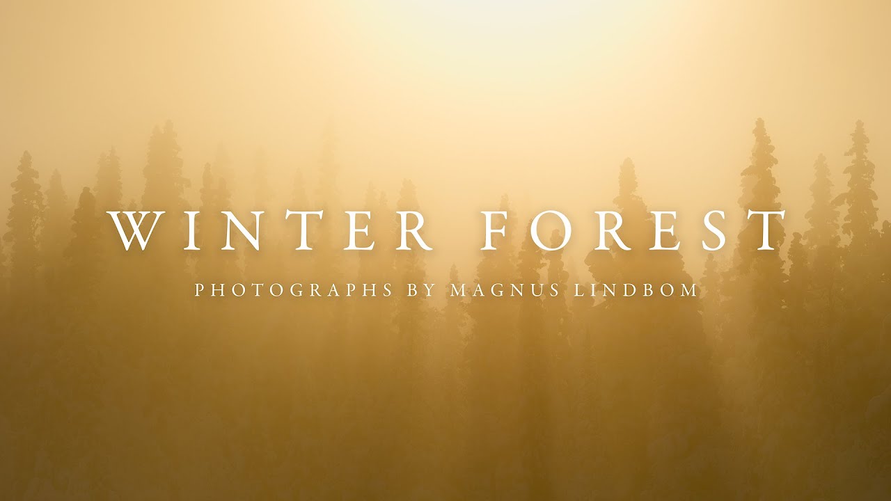 Winter Forest (Hotagens Nature Reserve, Jämtland)