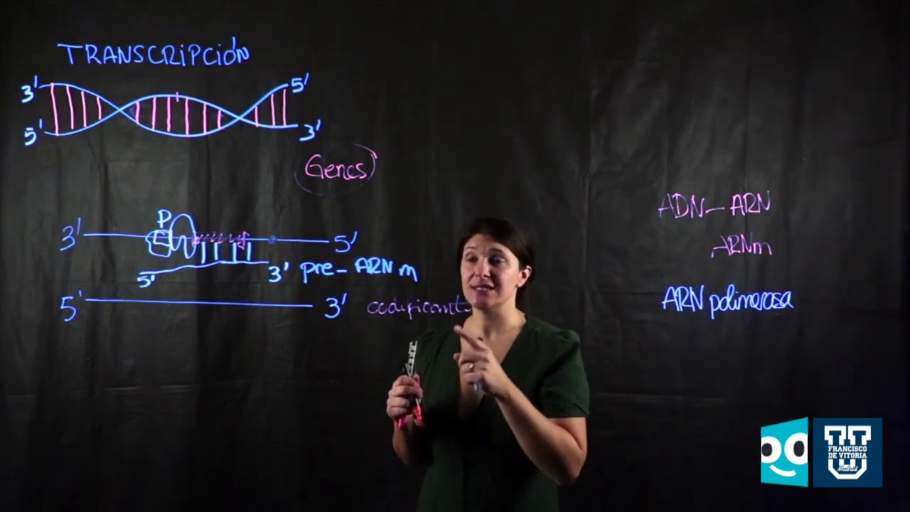 Universidad Privada en Madrid - UFV | Síntesis y secreción de proteínas Transcripción del ADN