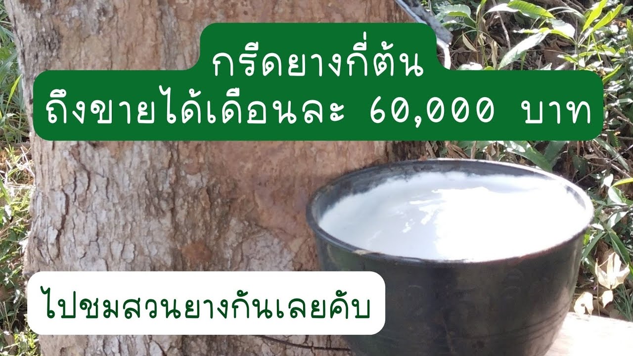 กรีดยางกี่ต้น ถึงขายได้เดือนละ 60,000 บาท ไปชมสวนยางกันเลย#ชาวสวนยาง #กรีดยาง #ยางพารา#ยางพาราพารวย