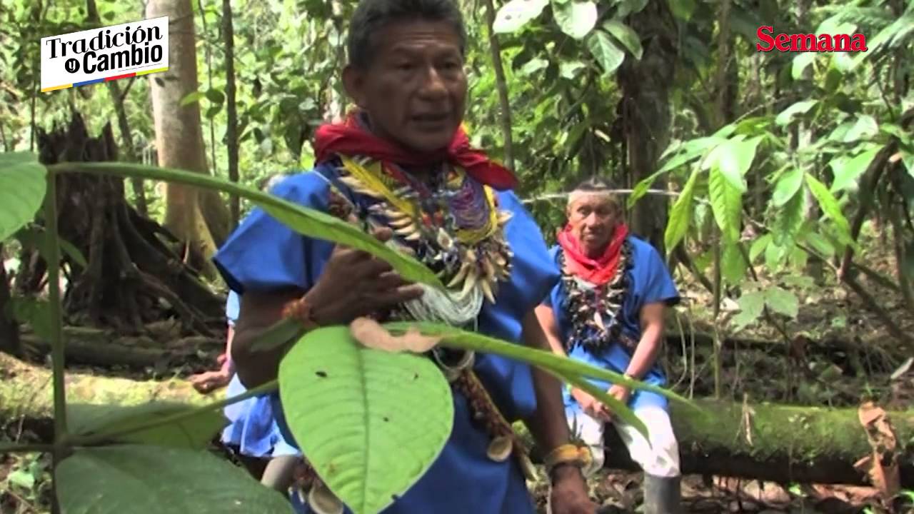 El yagé