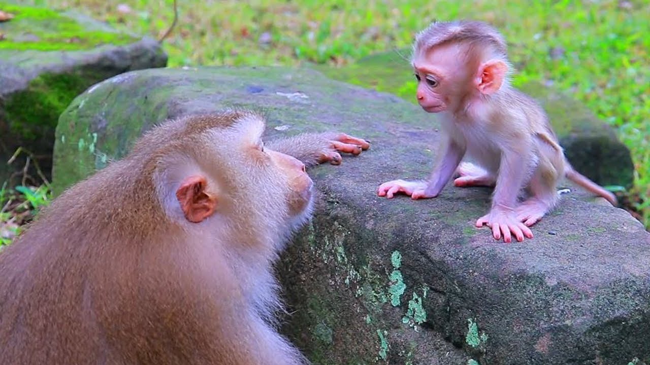 Smart Baby JACEE Listen To Mom Joyce Teaching