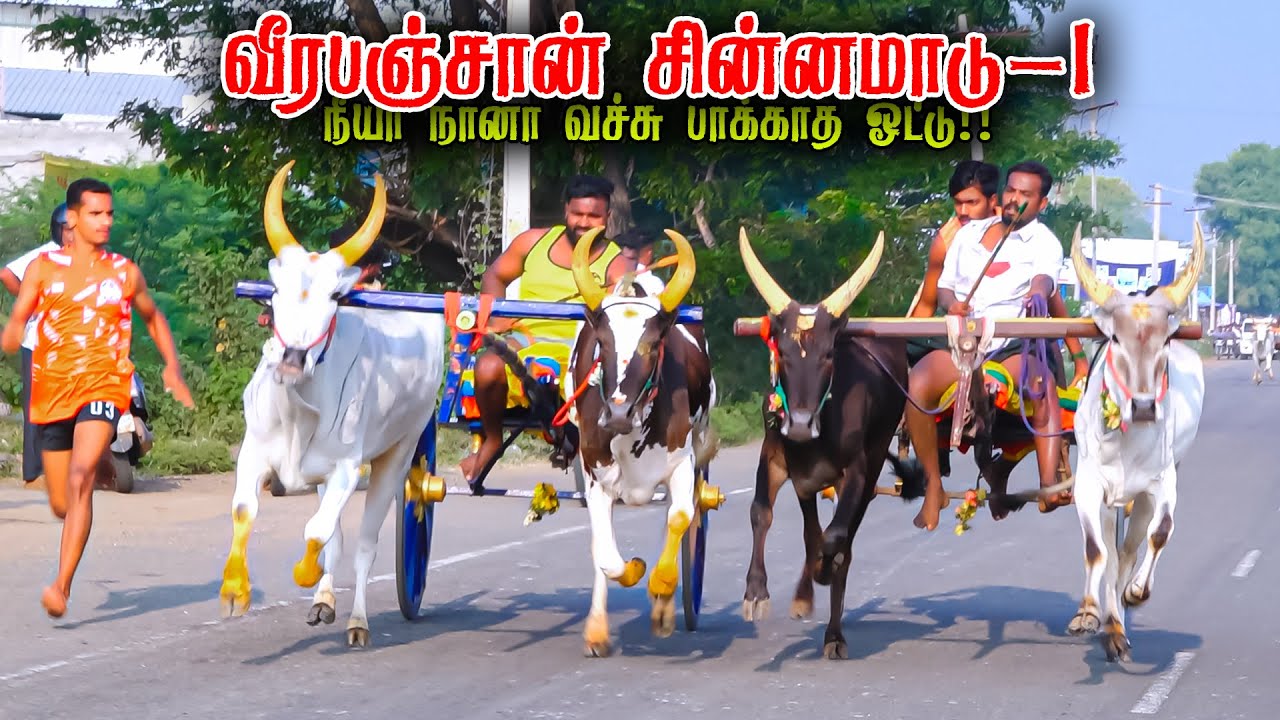 வீரபஞ்சான் சின்னமாடு-1 பந்தயம் 08-02-2026|madurai Periyamadu  Race