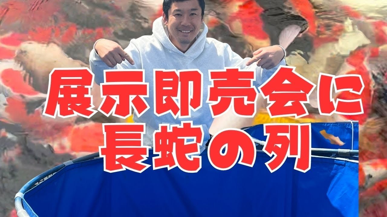 錦鯉熱が止まらない！感謝.感謝#koifish #塩田養鯉場