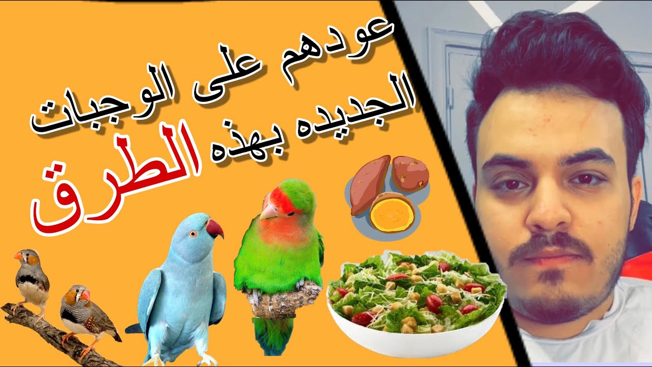 كيف تتعامل مع الطيور الي ما تقبل الوجبات مثل الخضروات والبيض وغيرهم