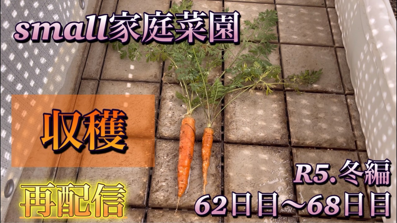 【再配信】small家庭菜園（r5冬編）62日目〜68日目