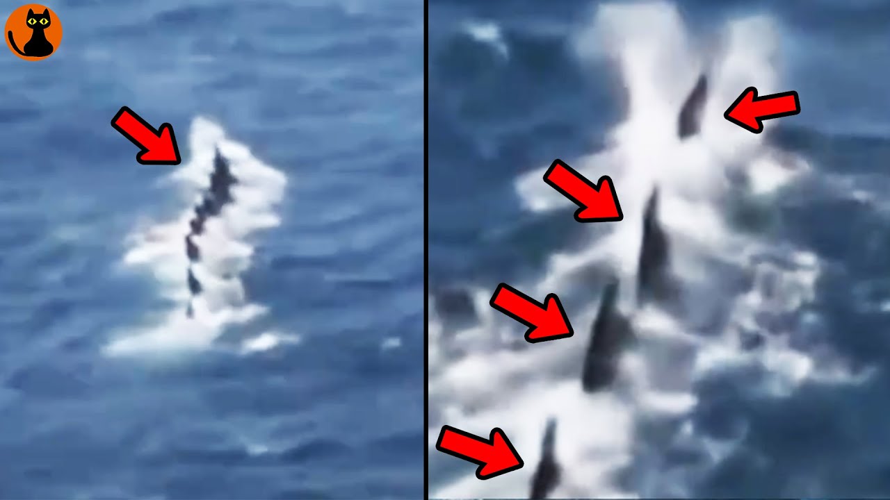 海面にゴジラの様な背ビレを持つ巨大生物が...世界中で撮影された未確認生物UMA８選