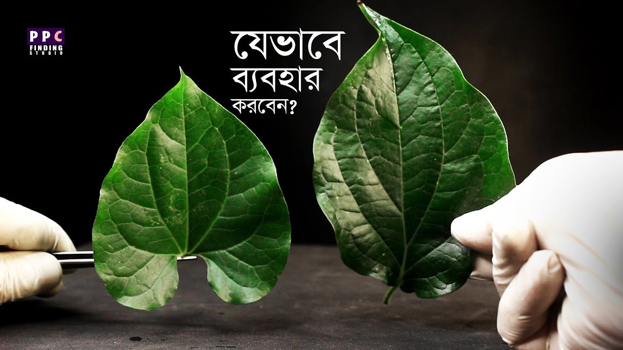 পিপুল যেভাবে ব্যবহার করলে পাবেন সর্বোচ্চ উপকারিতা | Best uses of Long Pepper