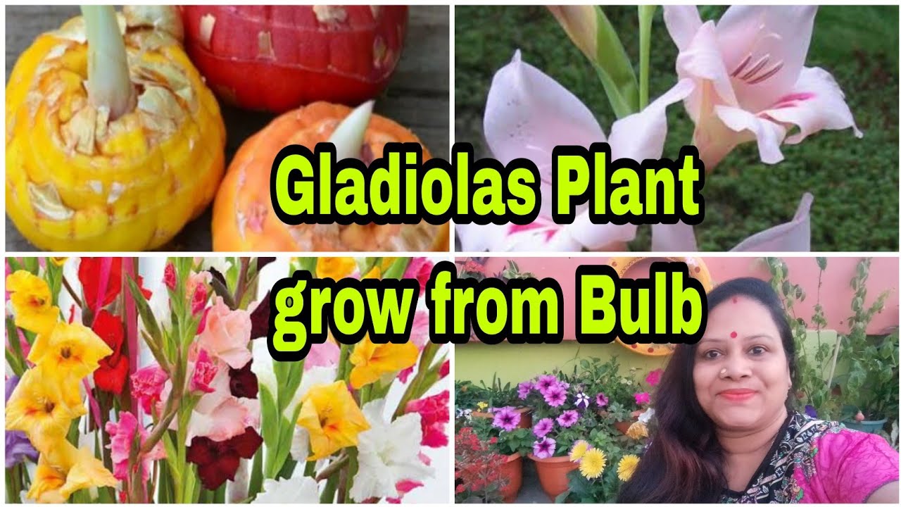 How to Successfully Grow Gladiolus Plants from Bulbs: Tips and Tricks