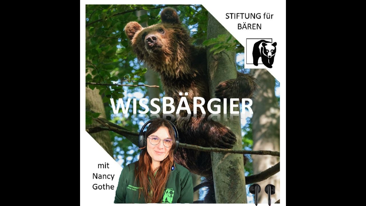 Der Malaienbär - mutig und minimalistischer Mondschein-Wanderer