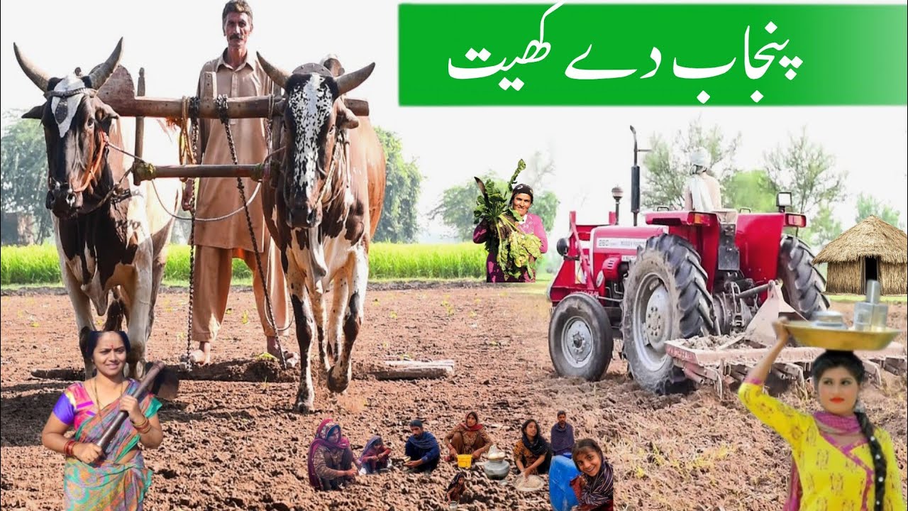 Punjab Village Life | Punjab Village Vlog | Punjab De khet | Punjab vlogs | Tractor Punjab | Desert