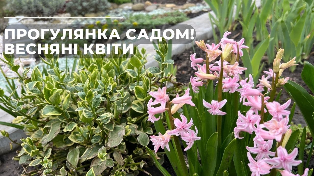 Прогулянка садом та ВЕСНЯНІ КВІТИ.