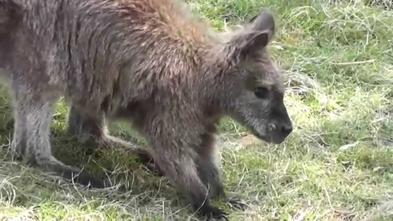 The Animals of Riverbanks Zoo