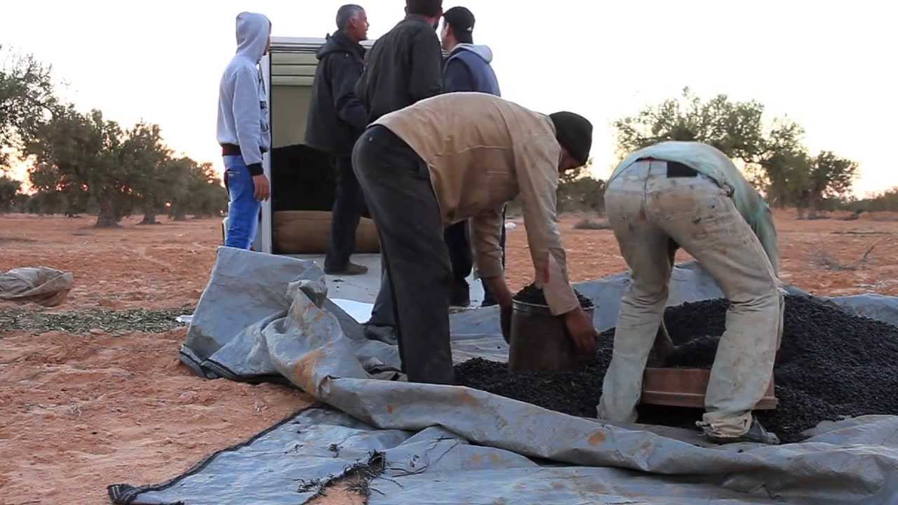 12.January 2013 Zitoun Olive season Zarzis, Tunisia YouTube.mov