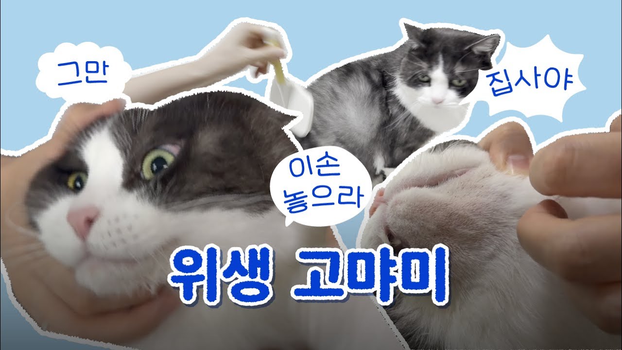 후추 수난시대🧼🐱  뚱실·후추의 위생 루틴 & 케어템 소개 ｢ 밥은 멍고 다니냥 ｣