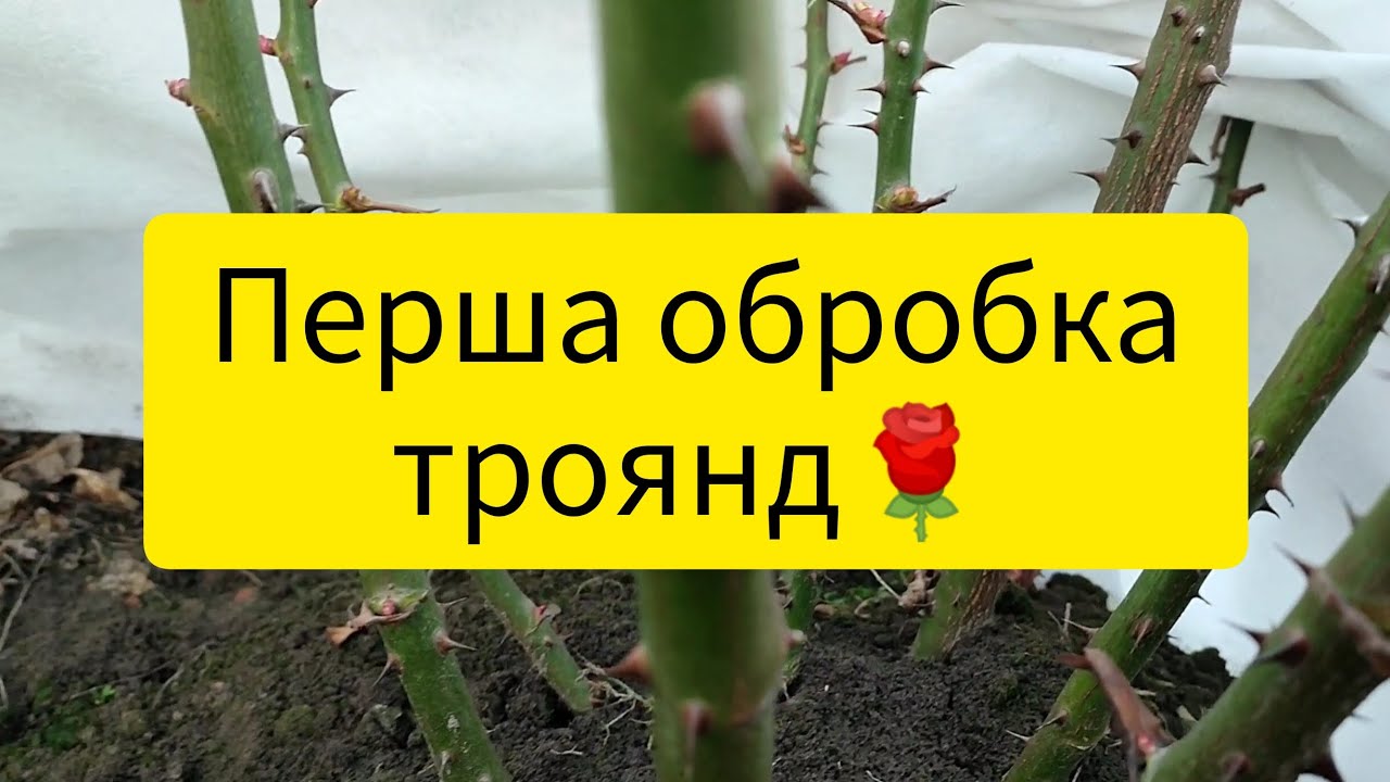 Перша обробка троянд ( сьогодні 8.03.2025р.)