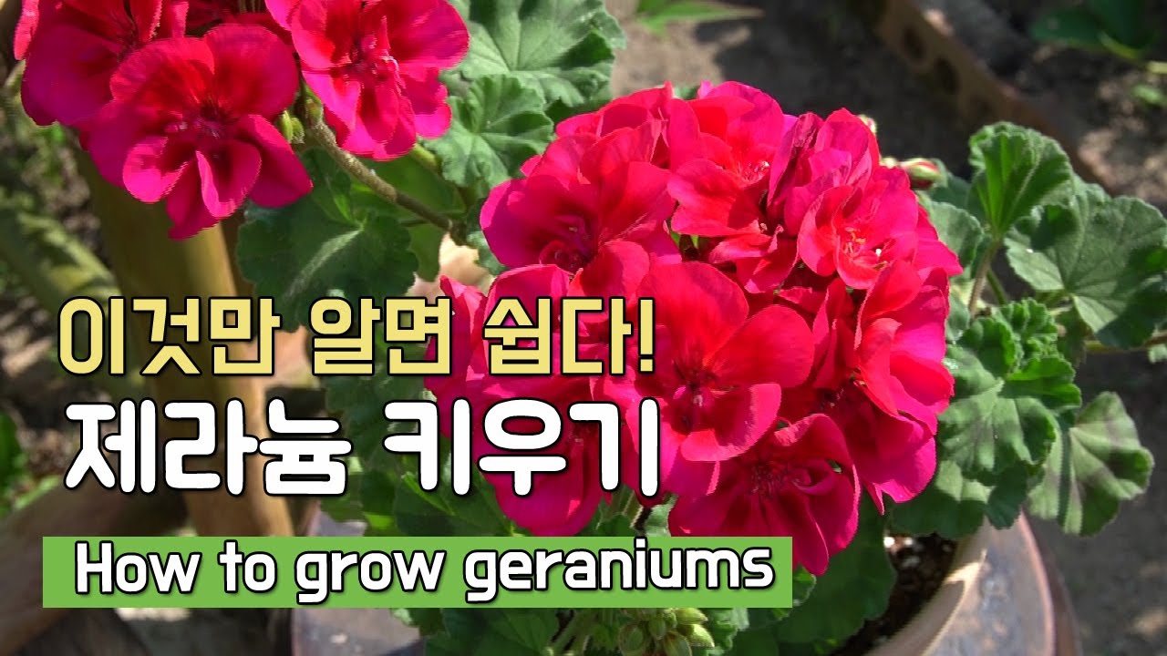 제라늄 잘 키우기 ♥ 알기 쉽게 총정리 물주는 요령부터 손질방법까지 자세하게 (How to grow geraniums, ゼラニウムの育て方)