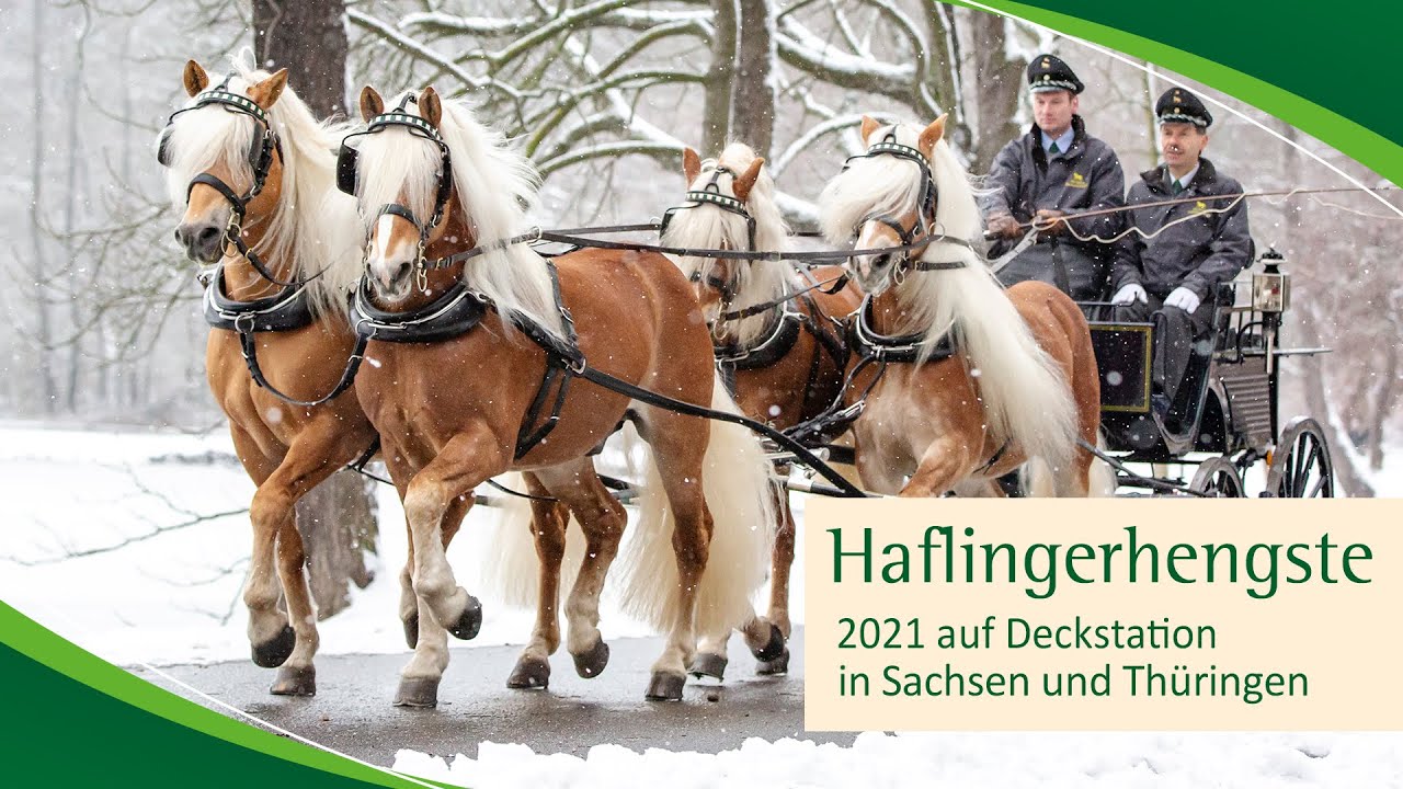 Haflinger auf den Deckstationen 2021