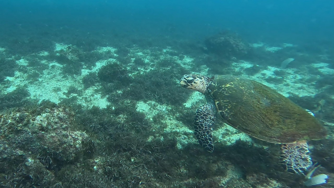 MERGULHO INCRÍVEL EM CABO FRIO: Explorei o Paredão da Enseada 3!