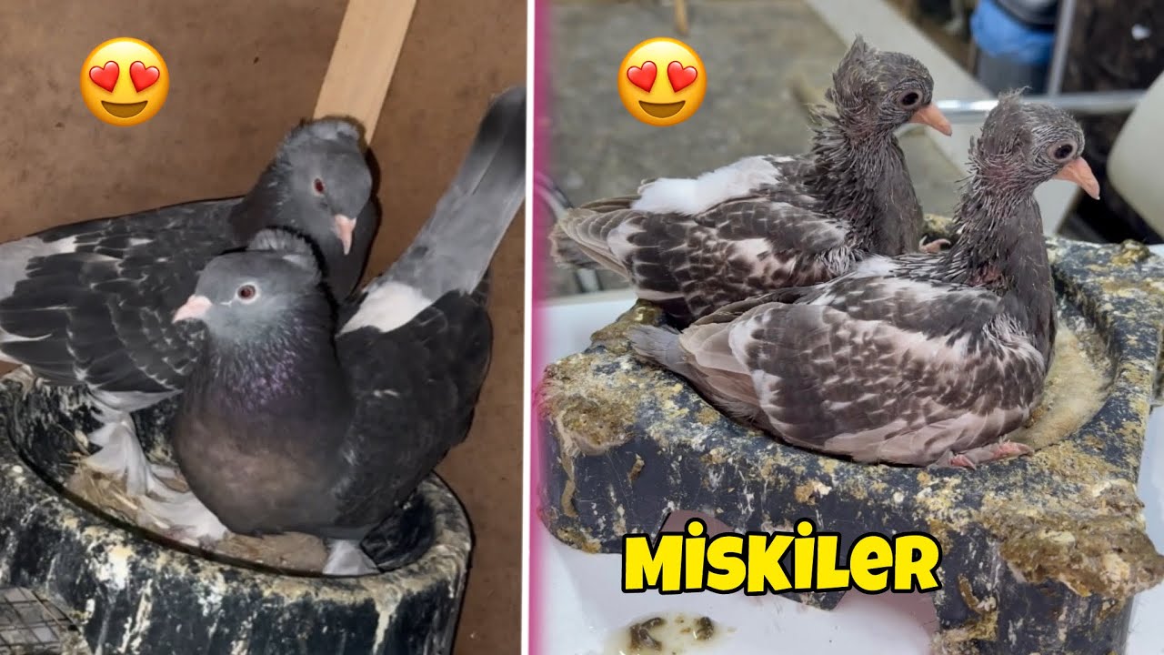 @ÖnderÇağdaş   Miski Yavrular 😍 Yeni Yer Meselesi Çözülüyor 💯 Taklacı Güvercin Oyunkuşu 🕊️