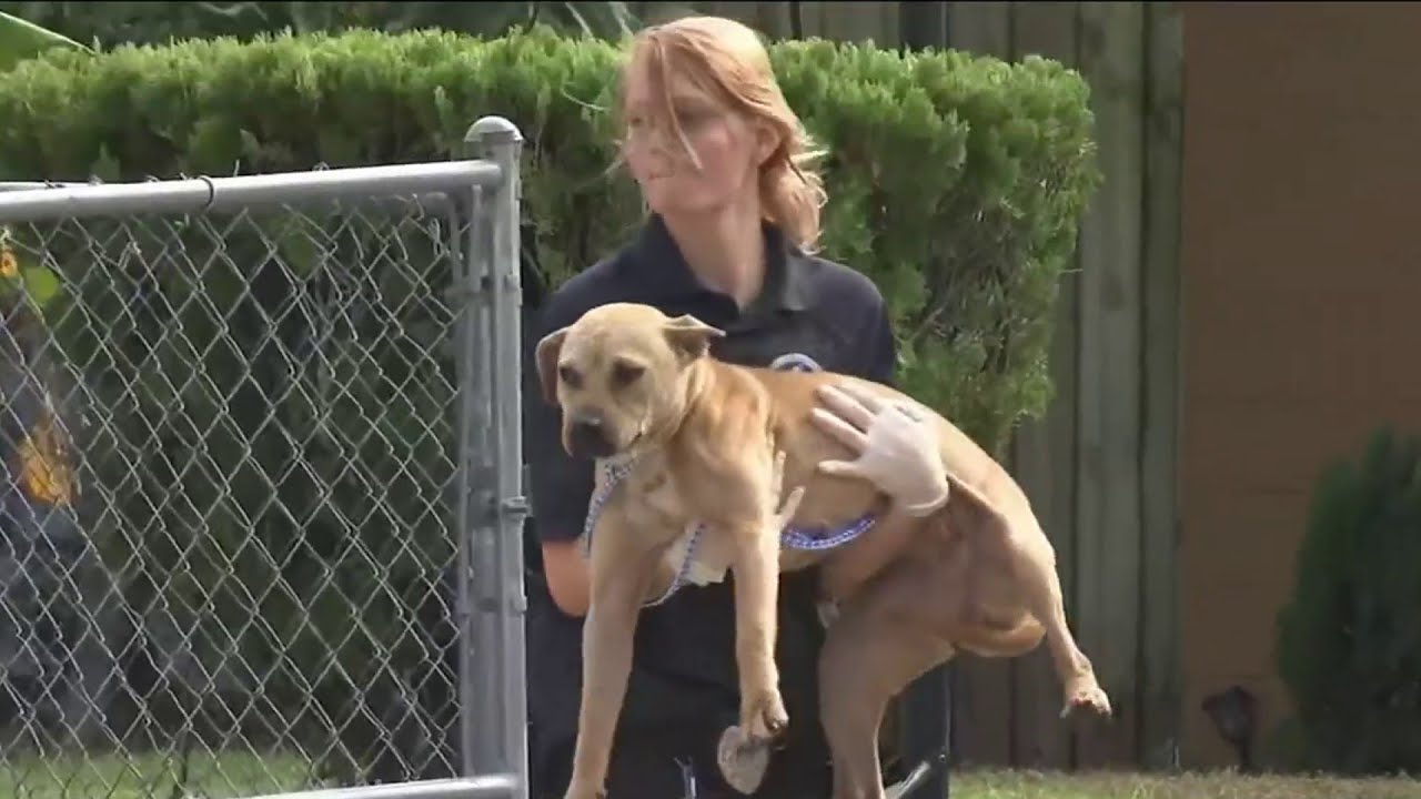 City workers sent to remove numerous dogs from Northside Jacksonville home