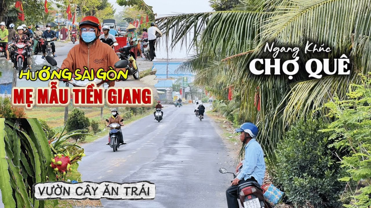 Đường Đi Buổi Sáng Mẹ Mẫu Tiền Giang | Mùa Thanh Long Chín Rộ, Mờ Sương Bình Yên Bên Khúc Sông Trà.