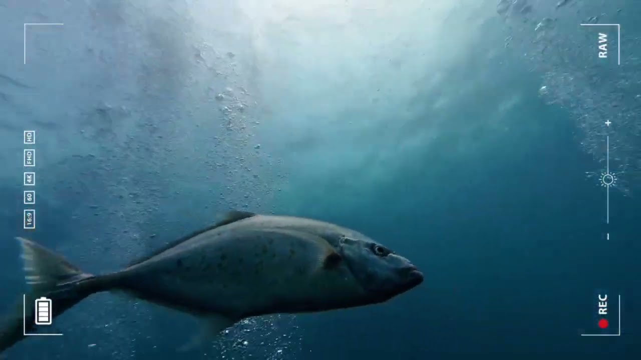Tioman Island Scuba Trip 2025  | Open Water + Advanced + Fun Dive with Masktank Scuba