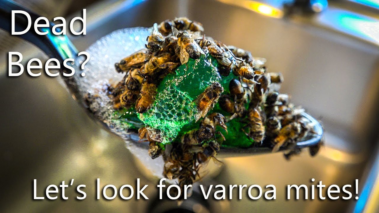 Varroa Destructor Mite Wash on a Mann Lake Package of Honey Bees with Dawn Ultra Dish Soap Procedure