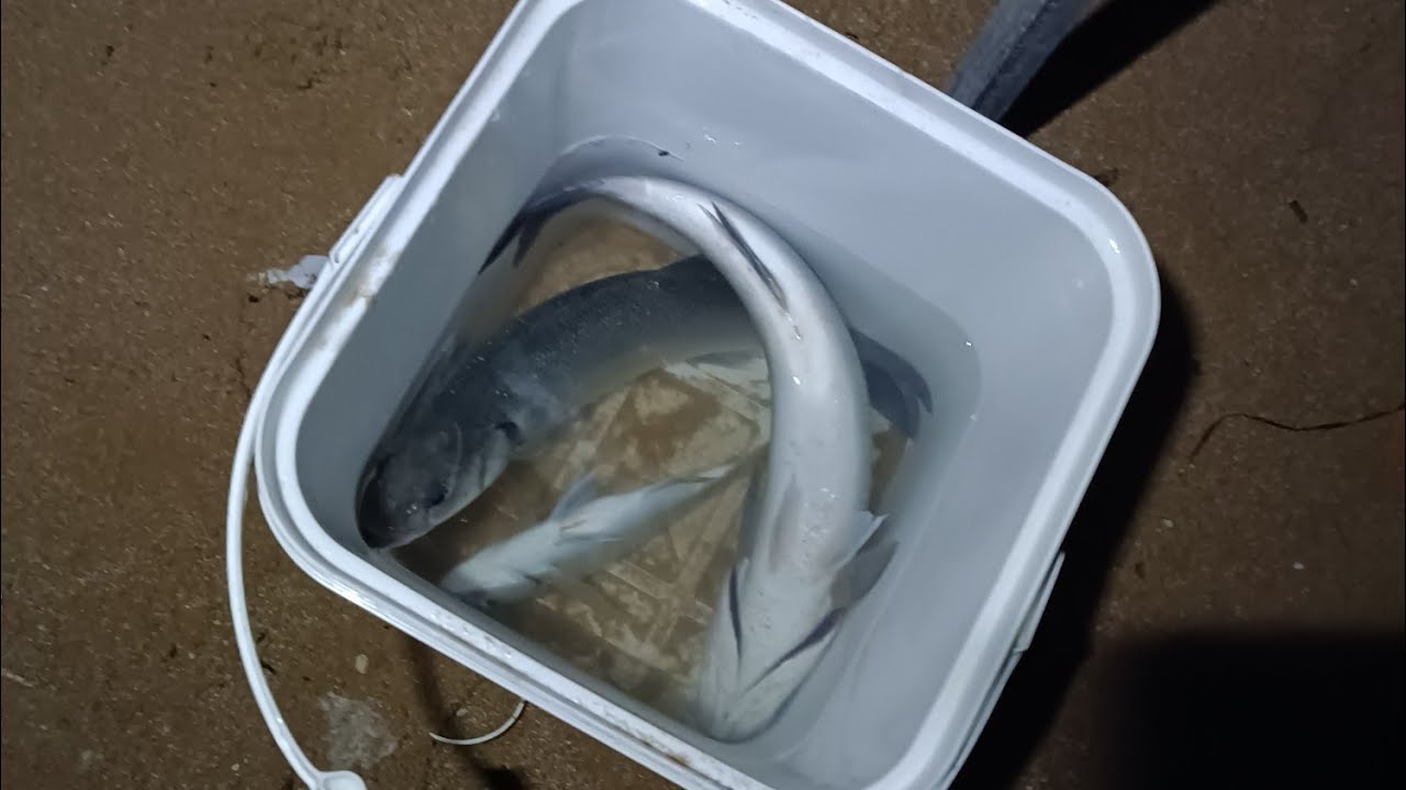 Ahmet Ka iş başında #fishing #fish #beach #izmir #balik  #kibris #istanbul #azerbeycan #keşfet #fyp 