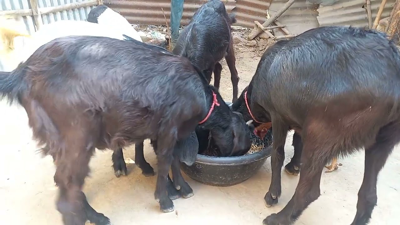 🐐 Goat Enjoying Its Afternoon Meal 🌿😋