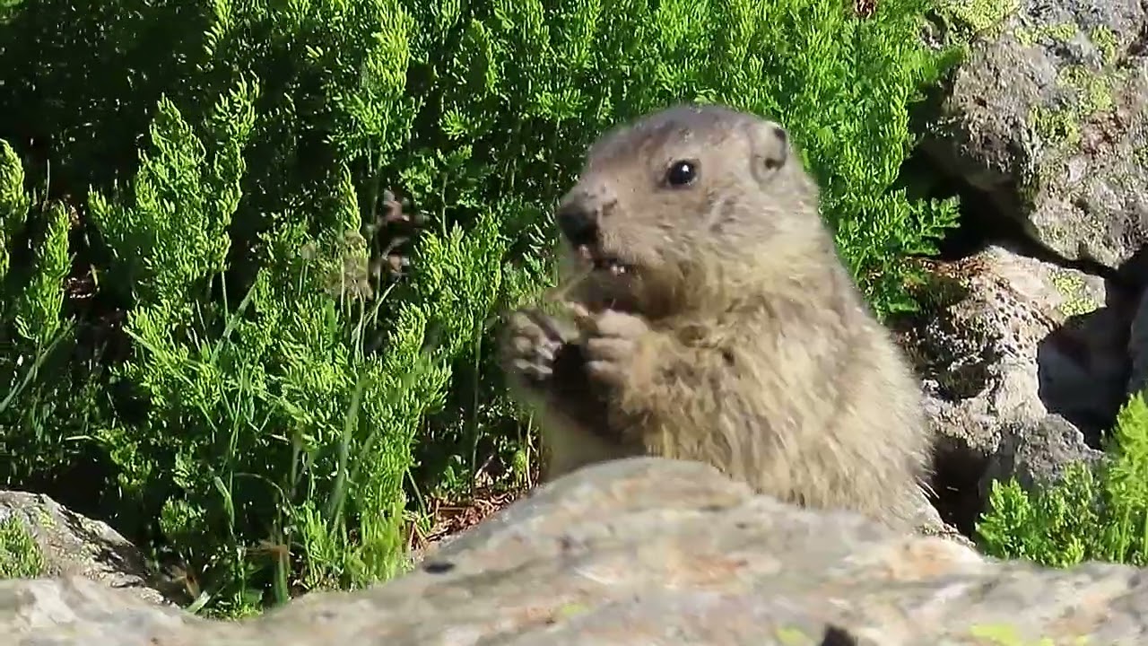 Marmottes #73 : les marmottons explorent l'&eacute;boulis