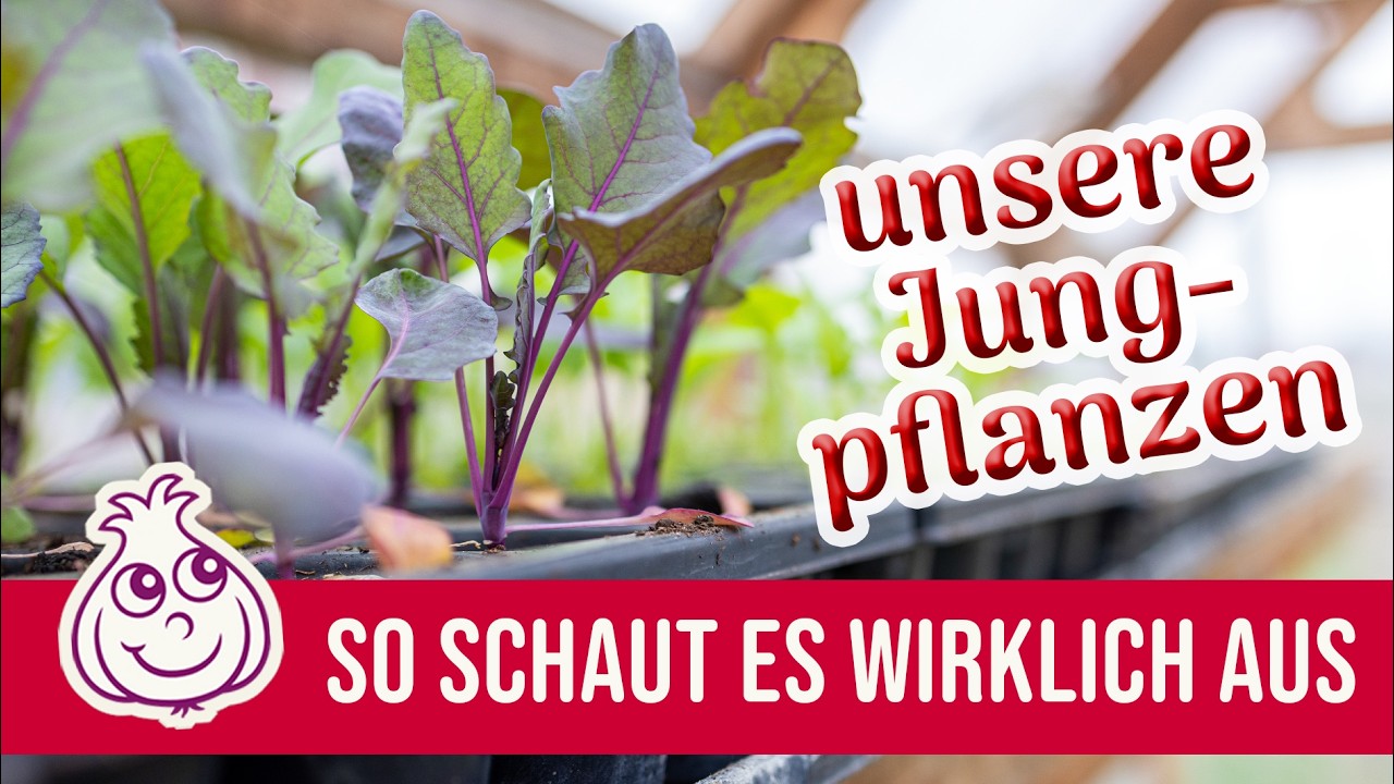 Wie hat die kalte Anzucht funktioniert. Jungpflanzen  Anzucht im März