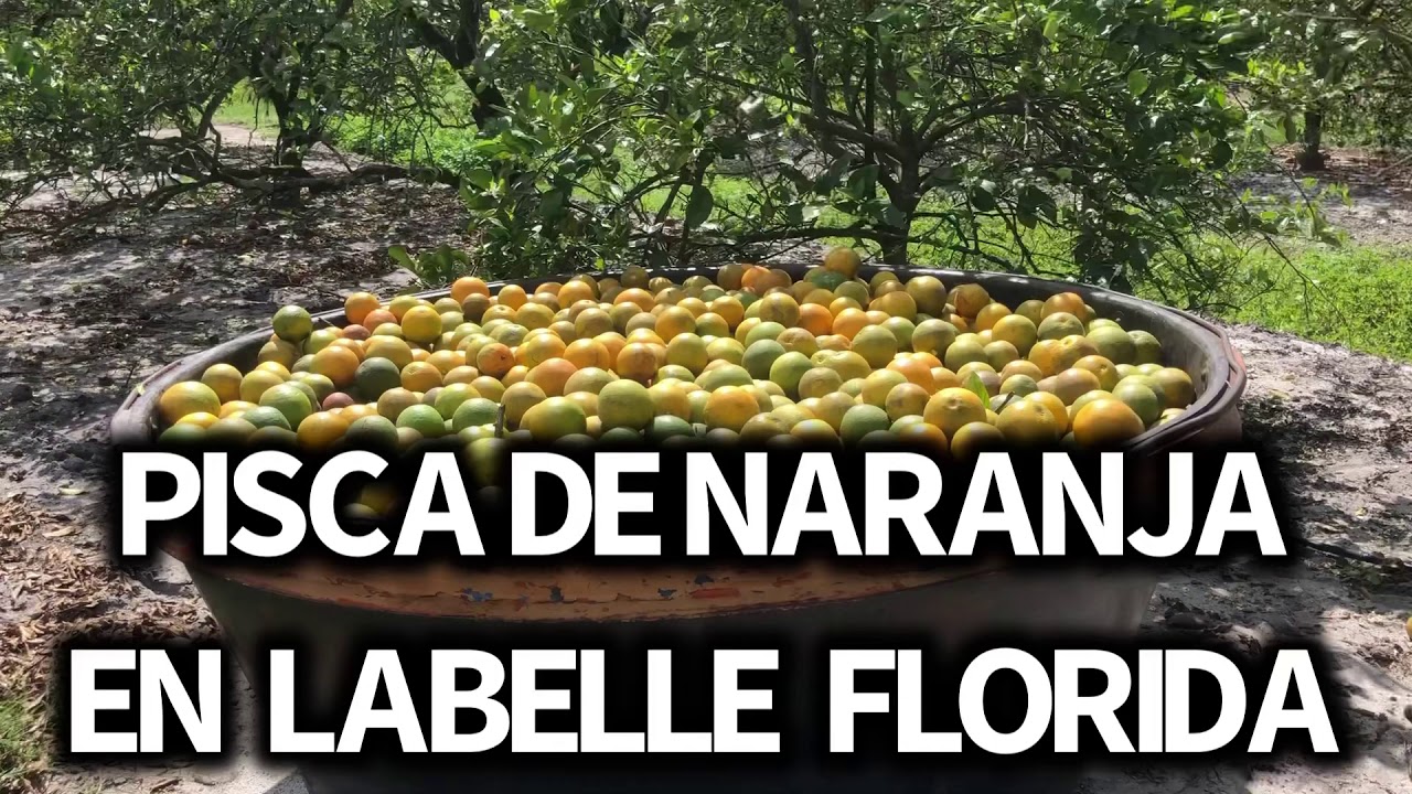 Pisca de Naranja 🍊| Orange harvest Labelle Florida.