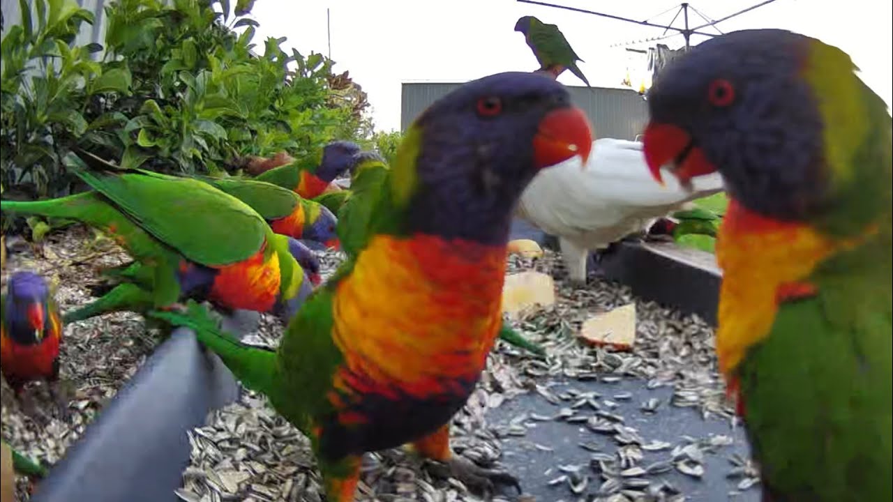 Australian bird feeder cam | 22/1/26  | rainbow lorikeets | cat tv | crazy sounds | feeding | galahs