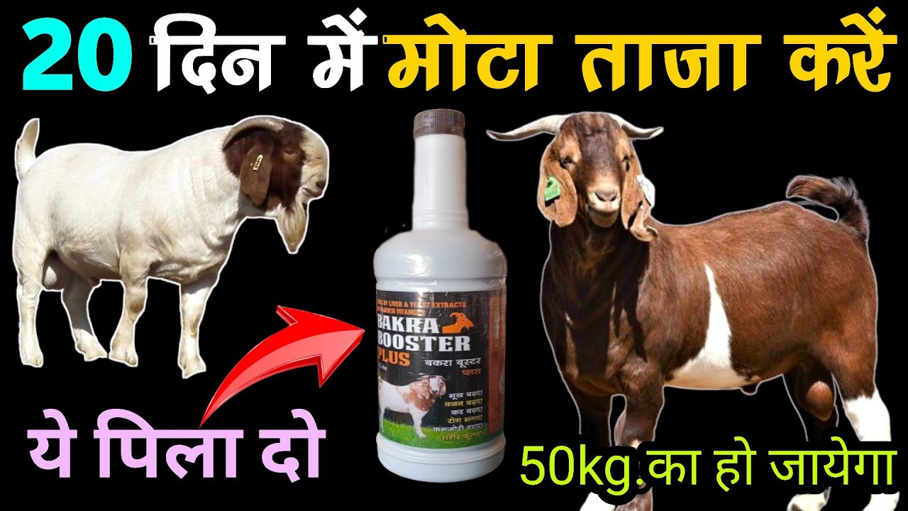 Bakre ko mota karne ka tarika✌️बकरे का वजन बढाने का खुराक💈Bakra booster liquid👍hada vets club ||