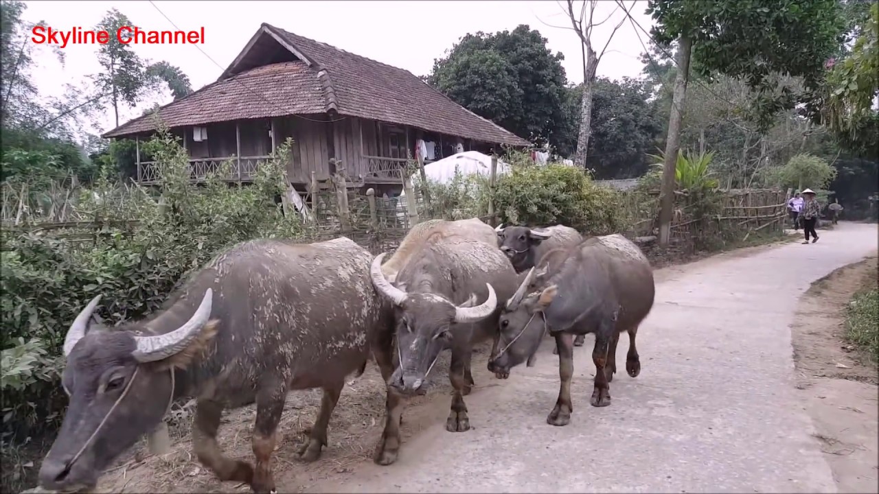 ลุยเวียดนาม(Vietnam)EP21:พาไปเบิ่งเฮือนไตดำ เว่าจากับเอ็มเฒ่าไตดำบ้านเเถนหลวง เดียนเบียนฟู