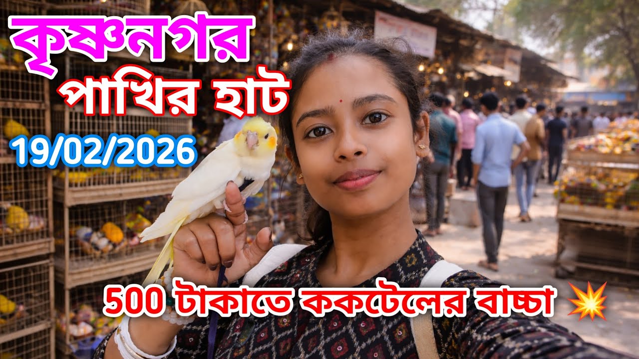 500 টাকাতে ককটেলের বাচ্চা 💥|| Krishnagar pakhir hat || 19/2/2026