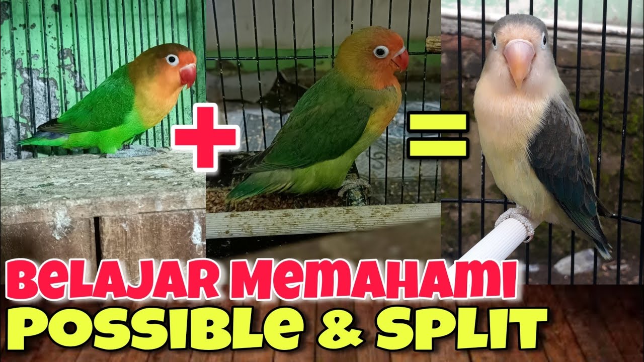 Belajar Memahami Possible Dan Split