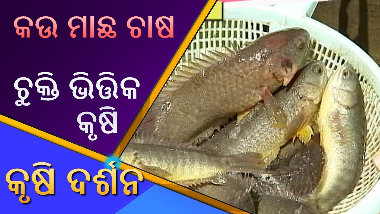 Kau macha chasa o Contract Farming // କଉ ମାଛ ଚାଷ, ଚୁକ୍ତି ଭିତ୍ତିକ କୃଷି // Krushi Darshan