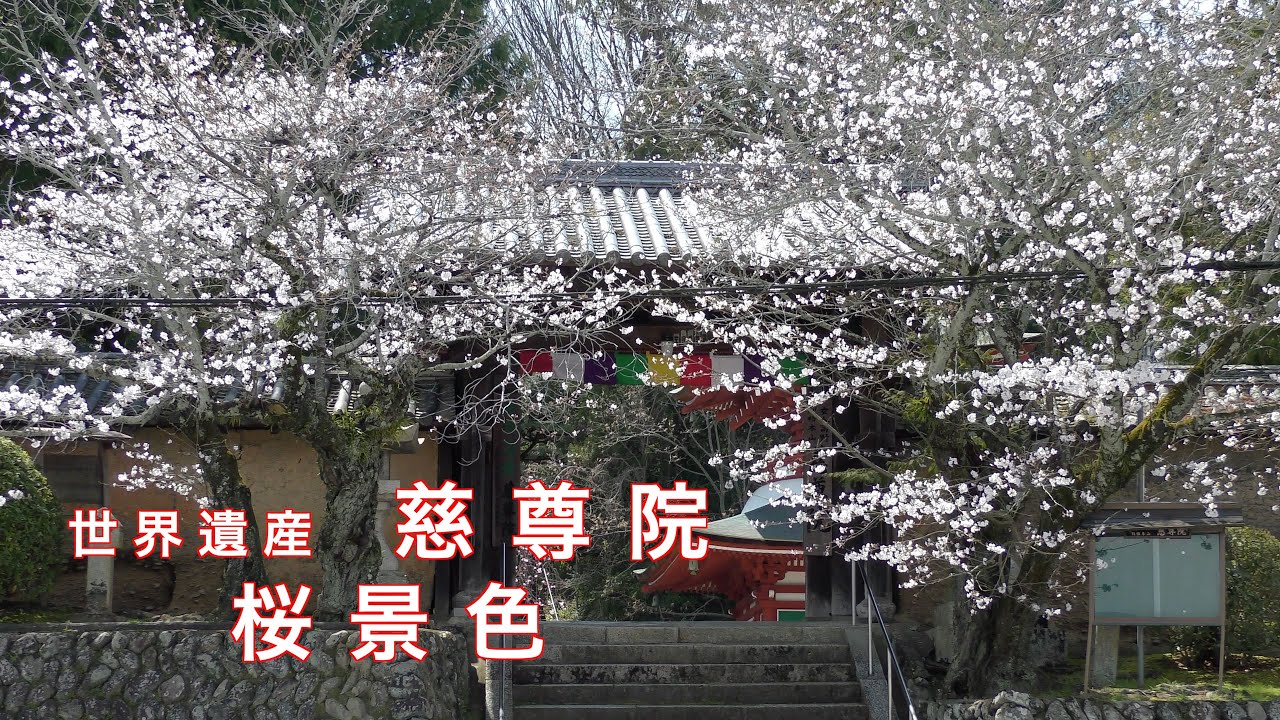 世界遺産の桜巡り　慈尊院　#桜　#世界遺産　#慈尊院　#弘法大師空海　#国宝　#丹生官省符神社　#Cherry Blossom　#world heritage　#Jisonin