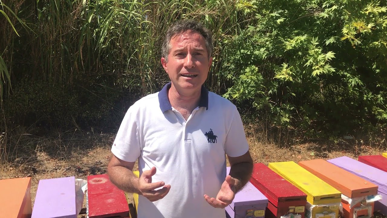 Kovan havası- Arı havası (apiair) nedir? Apiterapide kullanımı ve faydaları. Dr. &Ouml;m&uuml;r UYGUR.