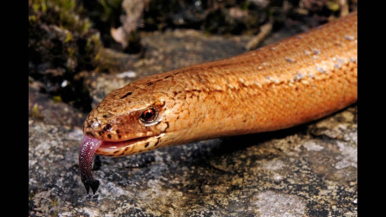 Reptil des Jahres 2017 - Die Blindschleiche (DGHT)