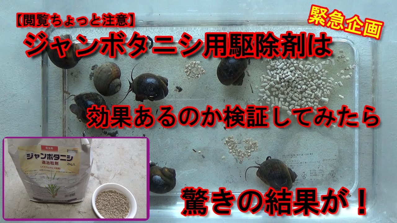 【緊急企画＆閲覧ちょっと注意】ジャンボタニシ用駆除剤は効果あるのか？！実際に検証してみたら驚きの結果が！