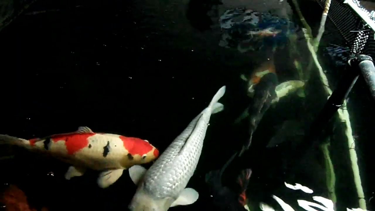 Overnight temperatures of 1C means it's time to move the koi and winterize the pond