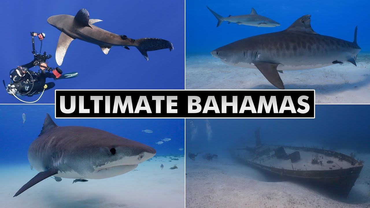 Ultimate Bahamas - Diving Tiger Beach, Bimini, Cat Island, Nassau [4k]