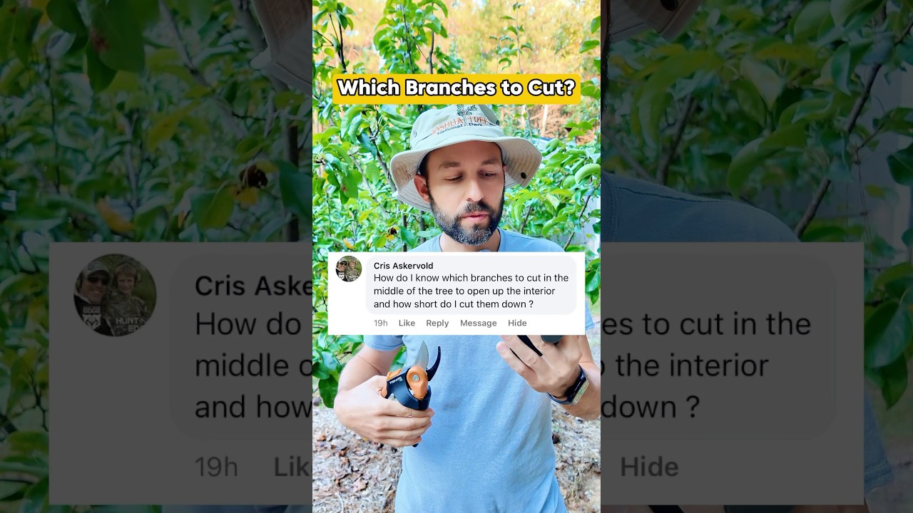 Which branches to cut when pruning #Shorts ￼#FruitTrees #Pruning #Gardening #Orchard #Prune ￼