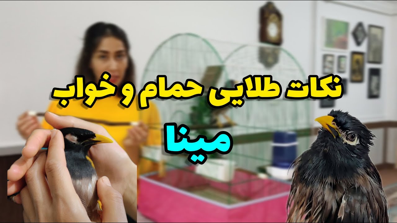 اصول نگه داری و بهداشت مینا 🐦 قسمت دوم