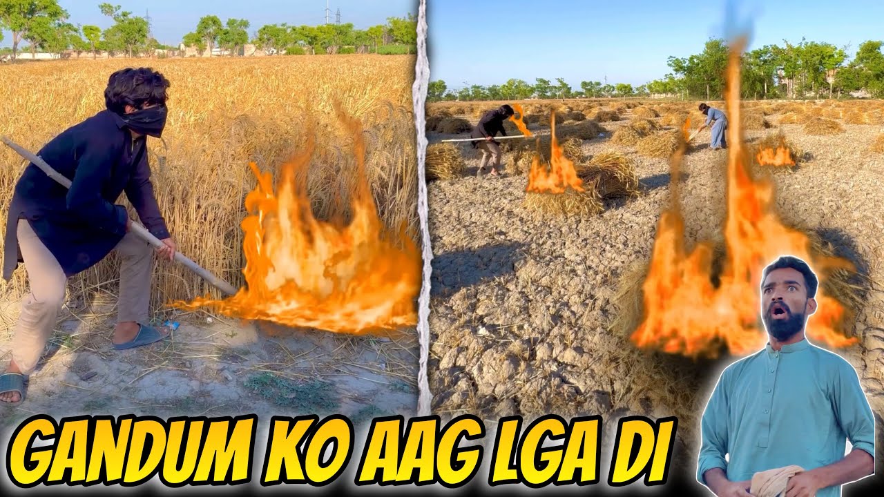 Gandum Ko Aag 🔥 Lga di 😳 | Comedy Video | Crazy TV