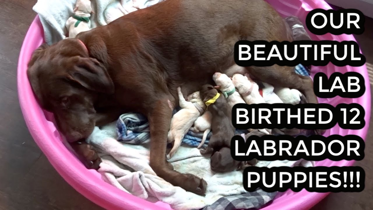 OUR LABRADOR GAVE BIRTH TO 12 BEAUTIFUL LAB PUPPIES!!!